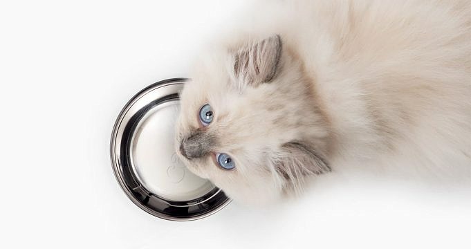 Diabetische Katzenleckereien: Die Besten Leckereien Für Diabetische Katzen