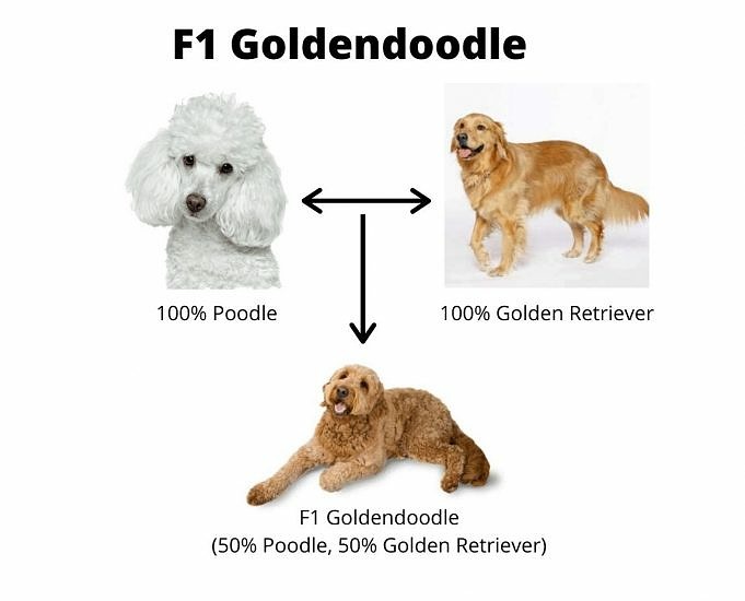 F1B GoldenDoodle: Beste Goldendoodle-Generationen